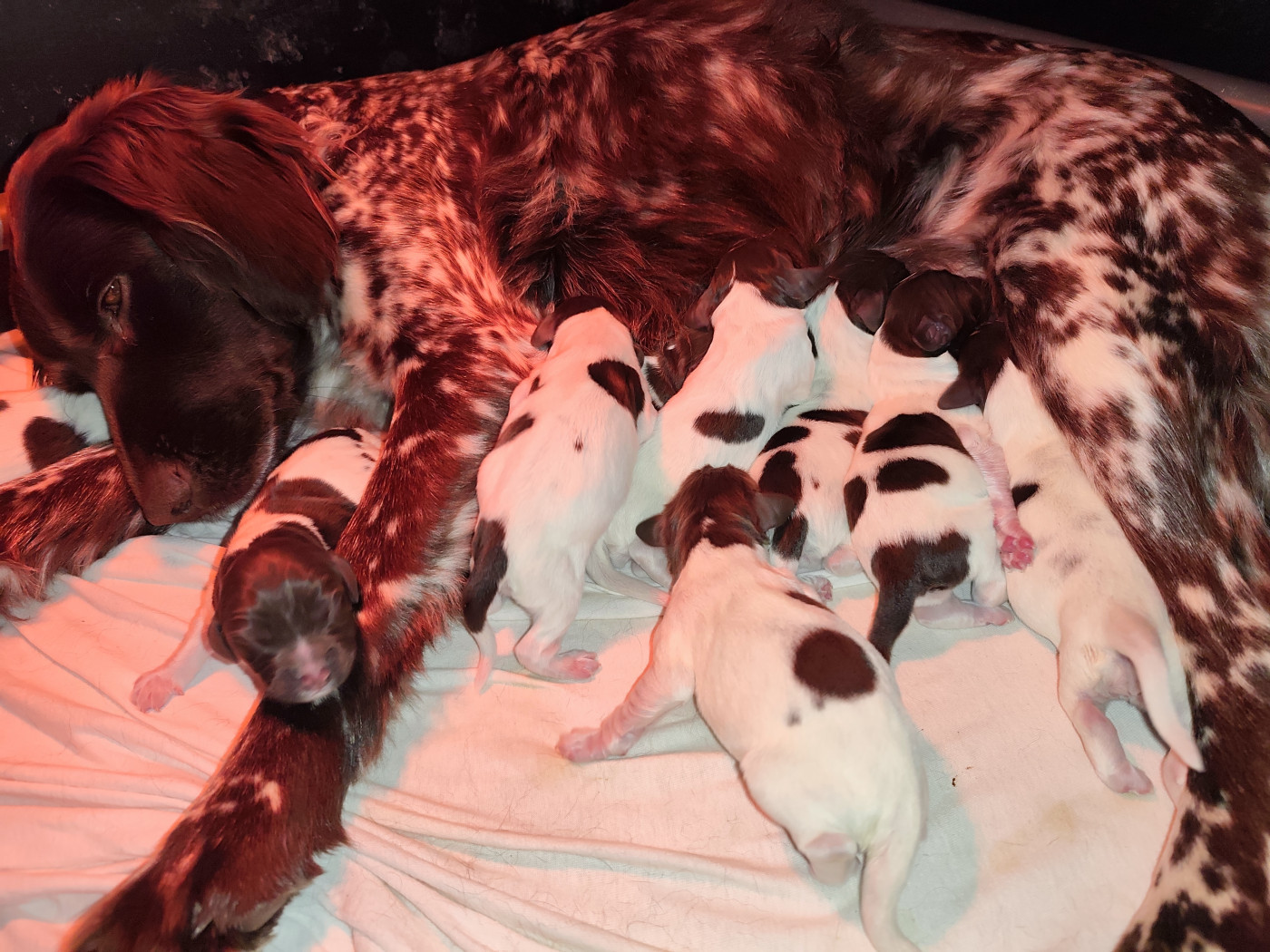 Du Grand Bosquet - Petit Epagneul de Münster - Portée née le 01/02/2026